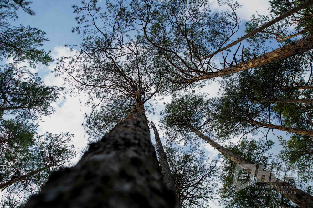Дроны нового поколения станут следить за нижегородскими лесами