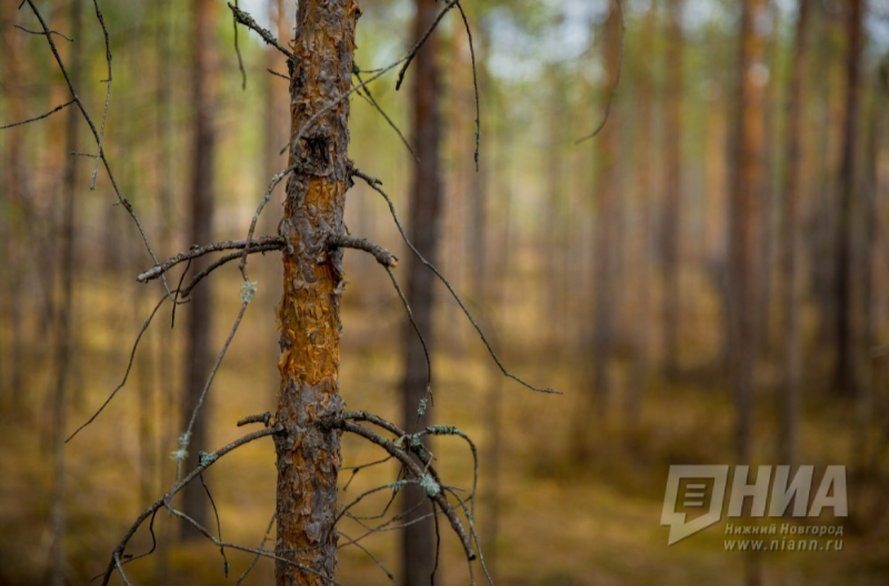 Около 13 тыс. га леса восстановят в Нижегородской области в 2019 году