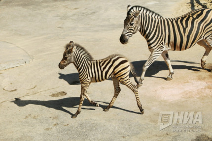 Первый праздник зебрёнка