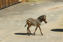 Первый праздник зебрёнка