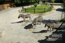 Первый праздник зебрёнка