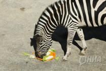 Первый праздник зебрёнка