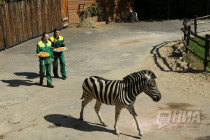 Первый праздник зебрёнка