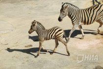 Первый праздник зебрёнка