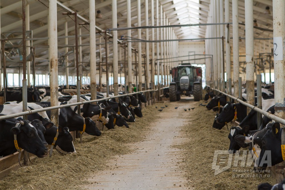 Нижегородская область вышла на четвертое место по производству молока в ПФО