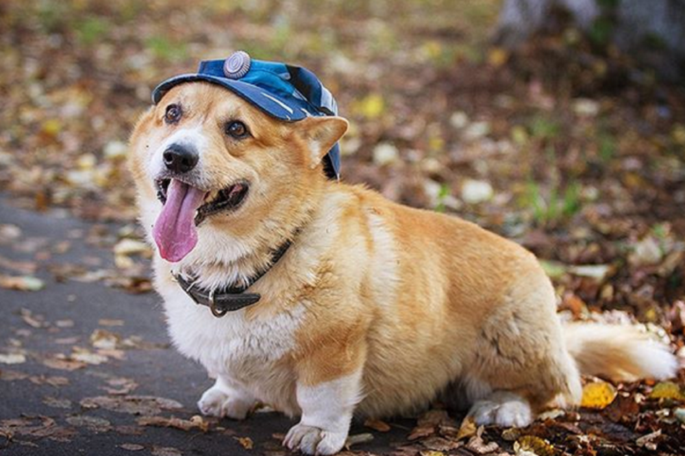 корги Рыжий