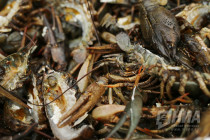 День народного единства