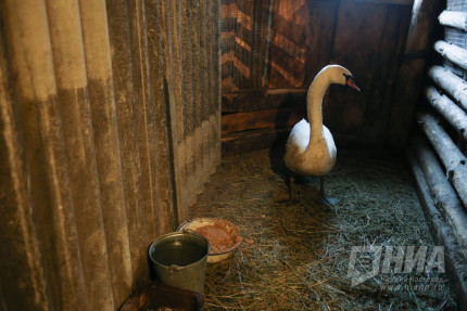 Любовь и лебедь