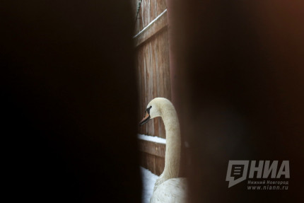 Спасти лебедя