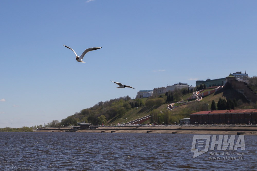 Коронавирус за сутки подтвердился еще у 44 жителей Нижнего Новгорода