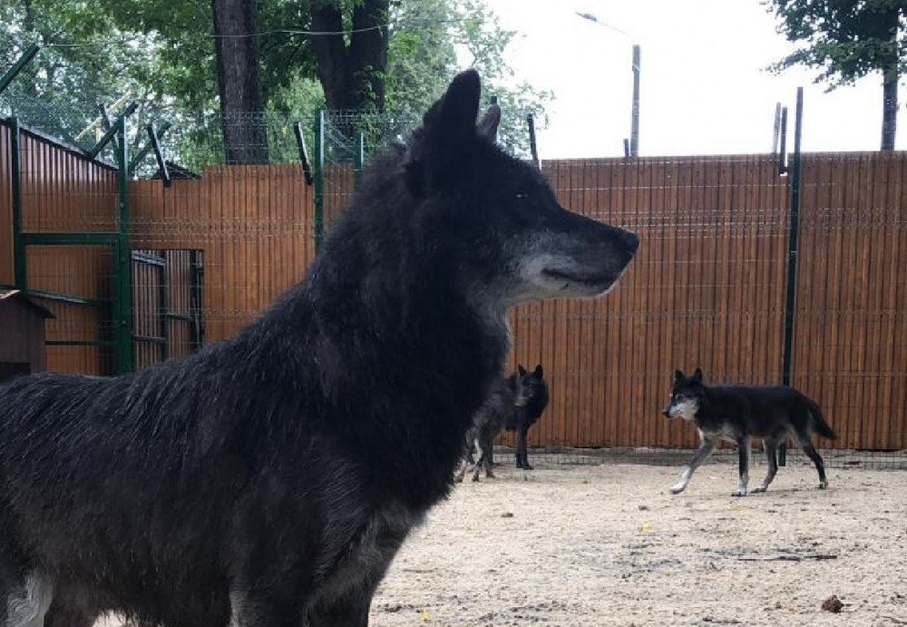 Шесть волков из "Мишутки" будут жить в зоопарке Балахны