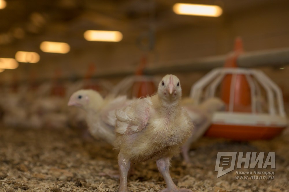 Россельхознадзор предостерег Сеймовскую птицефабрику из-за загрязнения участка куриным пометом 