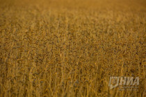 Фиеста воздушных шаров над Нижним Новгородом