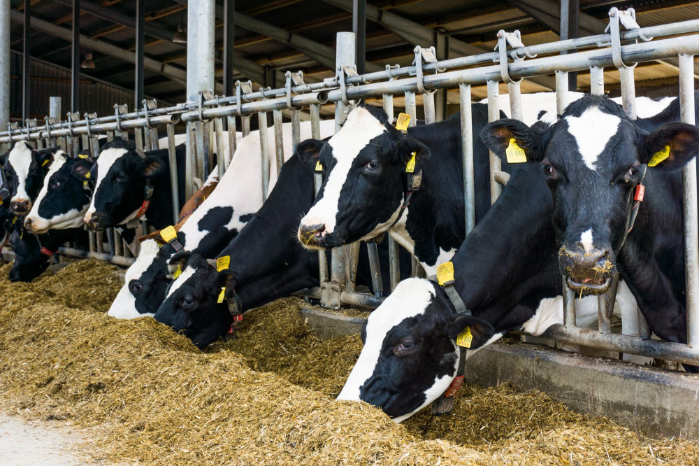 Производство молока в Нижегородской области за 8 месяцев выросло на 3,8% - до 392,1 тысячи тонн