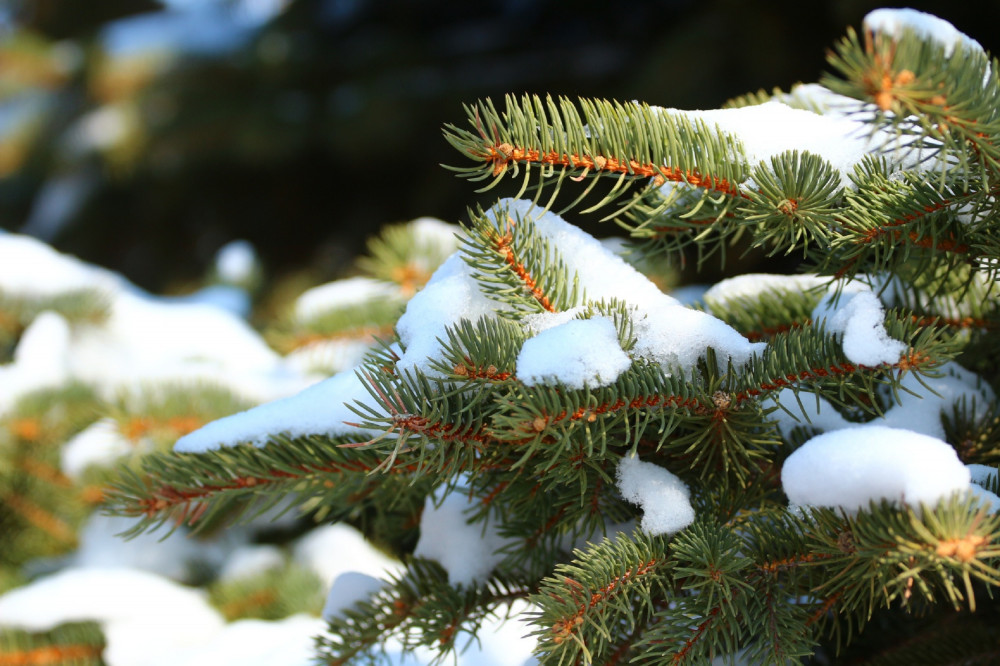 Названы условия для нижегородцев, желающих срубить новогоднюю елку в лесу