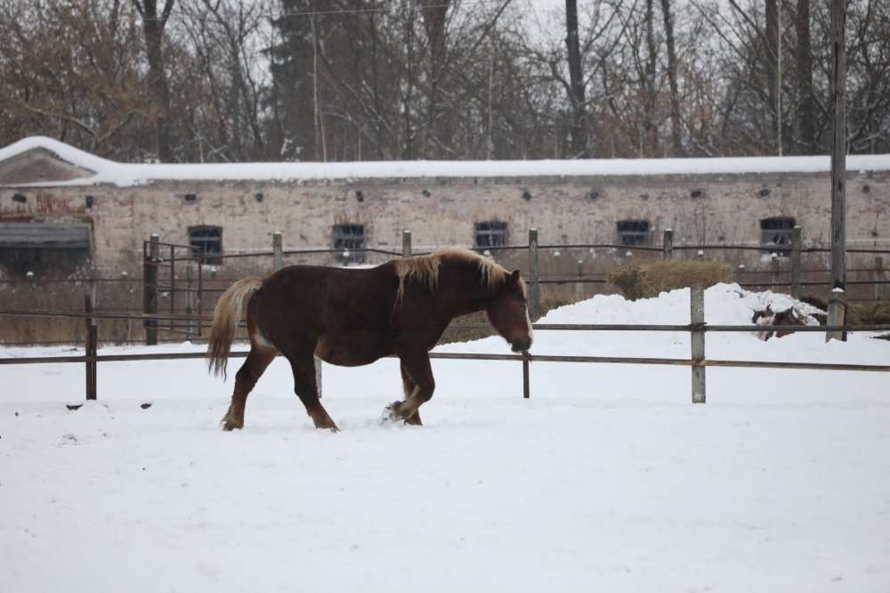 Нижегородское правительство поможет восстановить Починковский конный завод