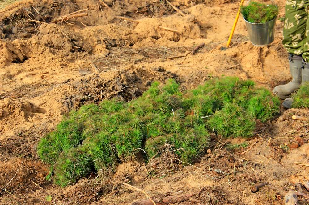 Около 18 млн деревьев высадят в Нижегородской области в 2021 году