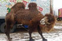 Нижегородцы спасли двух верблюдиц из передвижного цирка