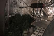 Нижегородец подозревается в выращивании конопли