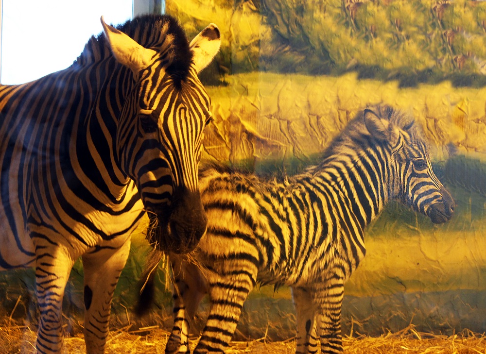 Детеныш зебры родился в нижегородском зоопарке