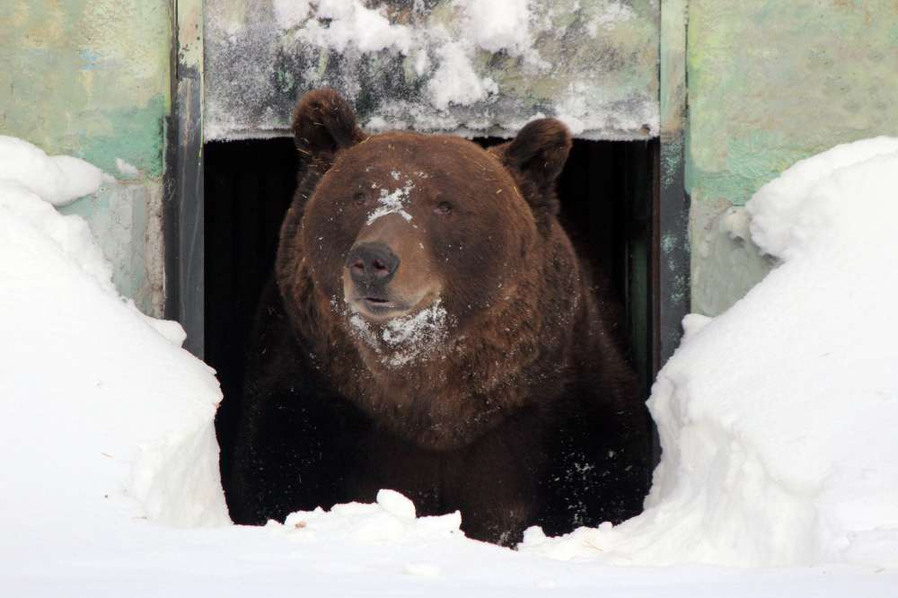 Бурый медведь проснулся после зимней спячки в зоопарке Нижнего Новгорода