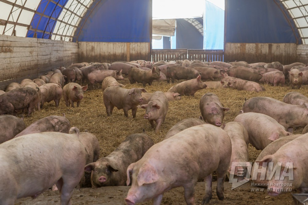 Еще два свиноводческих комплекса появится в Нижегородской области