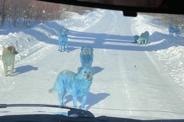 Собаки с голубой шерстью из Дзержинска доставлены в ветеринарный госпиталь 