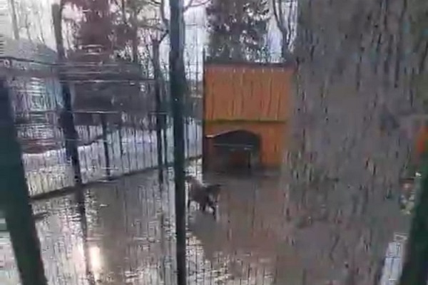 Вольер с волками в зоопарке Балахны затопило водой