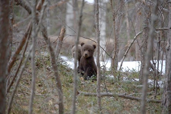 Медведи проснулись в Керженском заповеднике