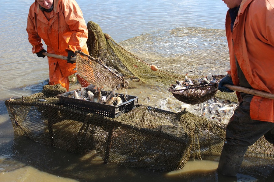 Нижегородские рыбаки стали чаще нарушать закон в 2021 году