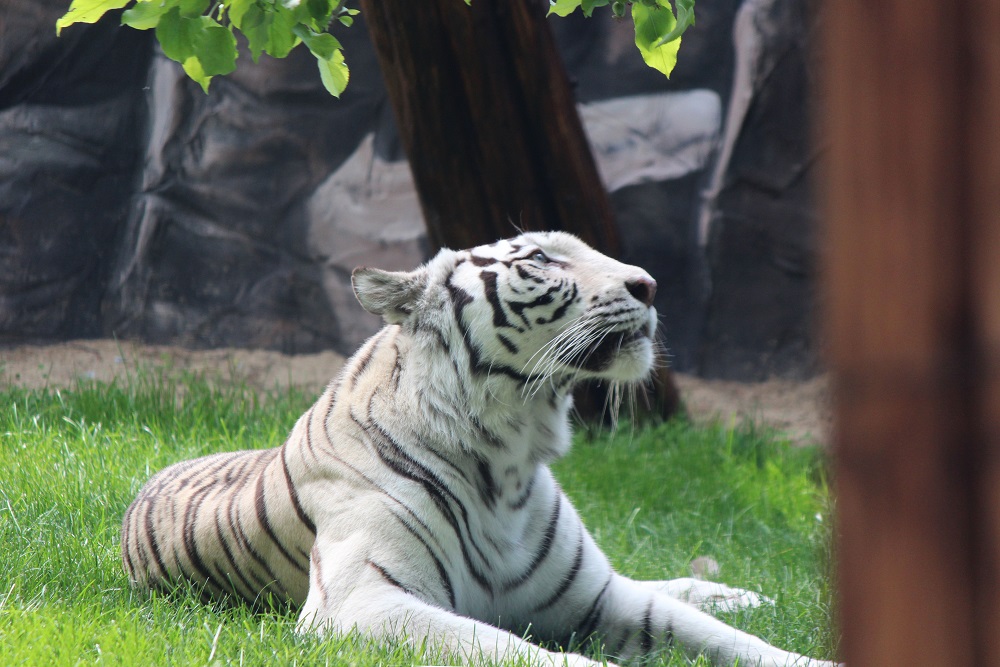 Бенгальскую тигрицу привезли в нижегородский зоопарк