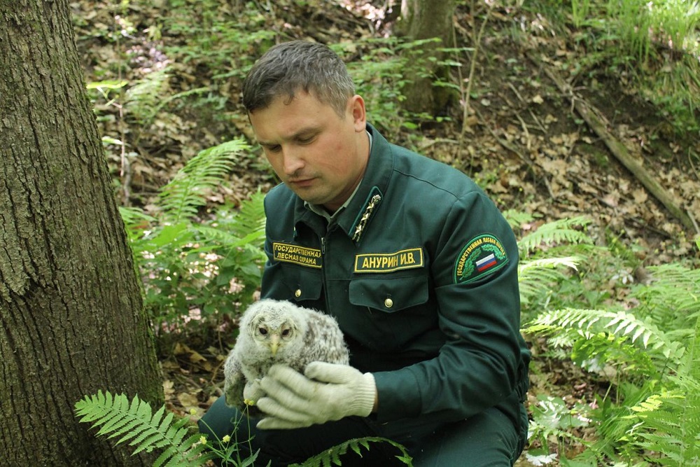 Ради сохранения популяции сов в Богородском районе отложили рубку деревьев