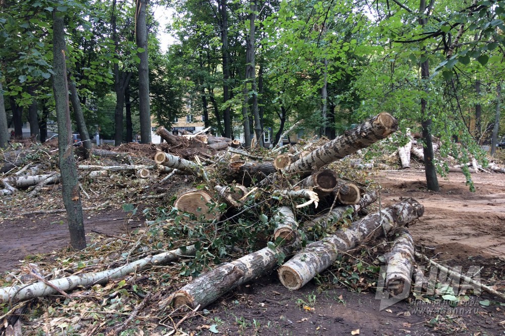 Около 250 аварийных деревьев вырубят в Московском районе, взамен посадят новые