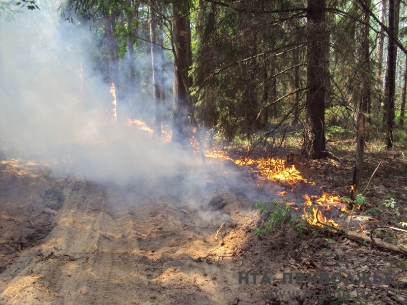 Пожароопасность лесов IV и V класса прогнозируется в регионе 11-15 июля