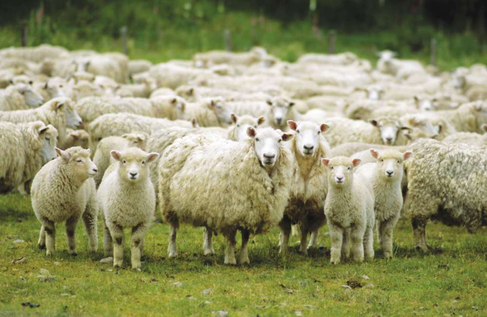 Двести голов потенциально опасных овец задержали в Нижнем Новгороде