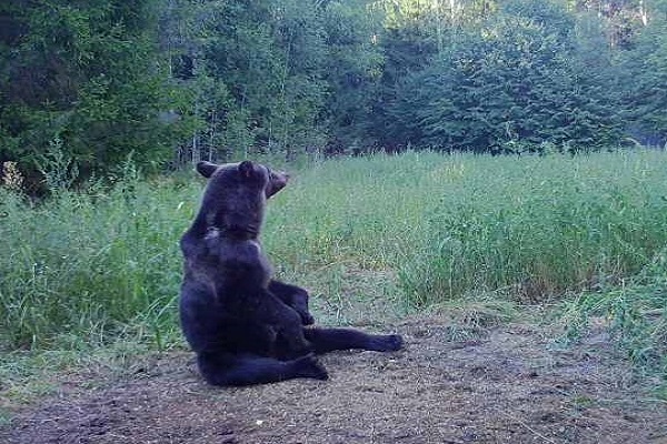 Сезон охоты на медведя открывается в Нижегородской области