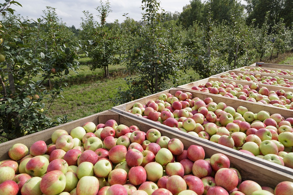 Нижегородские аграрии собрали 400 тонн ягод и фруктов в 2021 году