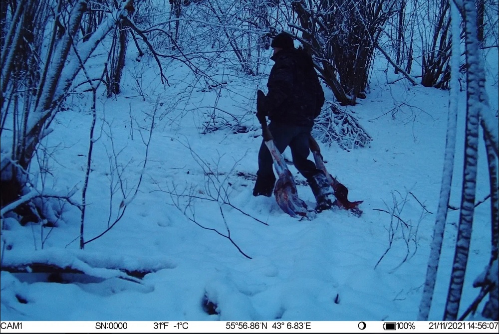 Нелегальную охоту на лося зафиксировала фотоловушка в Павловском районе