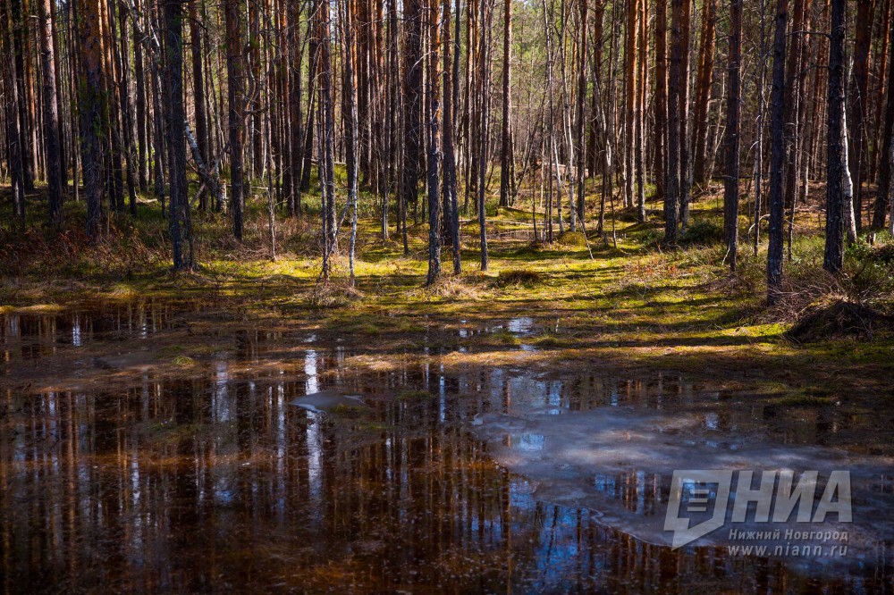 Почти 14 тысяч га леса восстановили в Нижегородской области в этом году