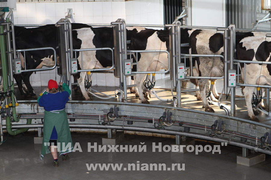 Предприятия-лидеры по производству молока в 2021 году определены в Нижегородской области