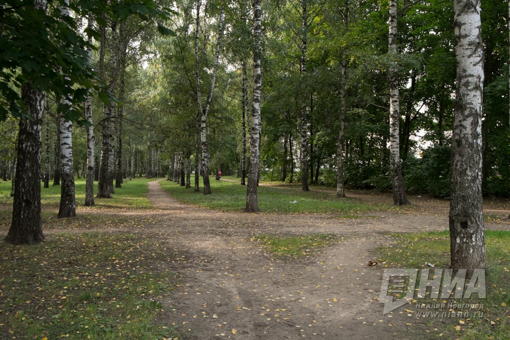 Более 78 млн рублей будет потрачено на содержание городских лесов Нижнего Новгорода в 2022 году