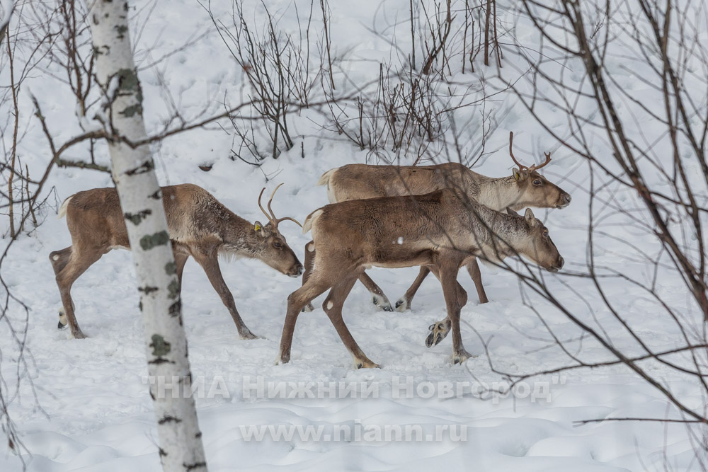 Охота на все виды животных запрещена в Нижегородской области