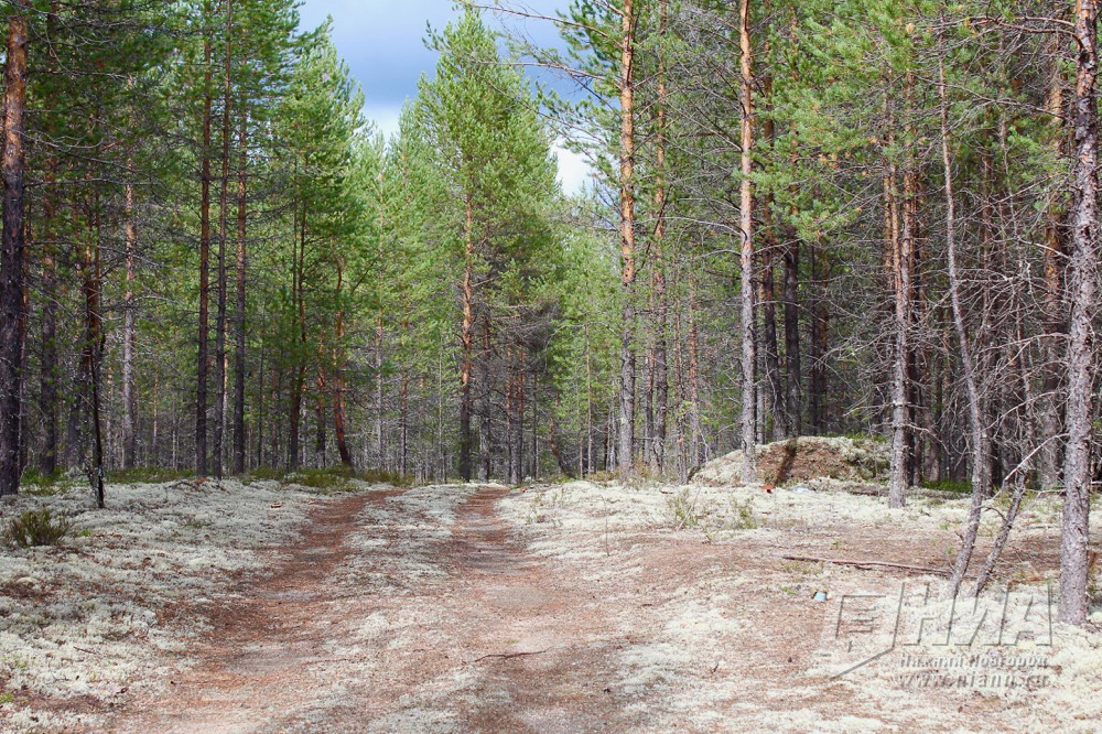 Объем незаконной лесозаготовки за год в Нижегородской области сократился более чем в 15 раз