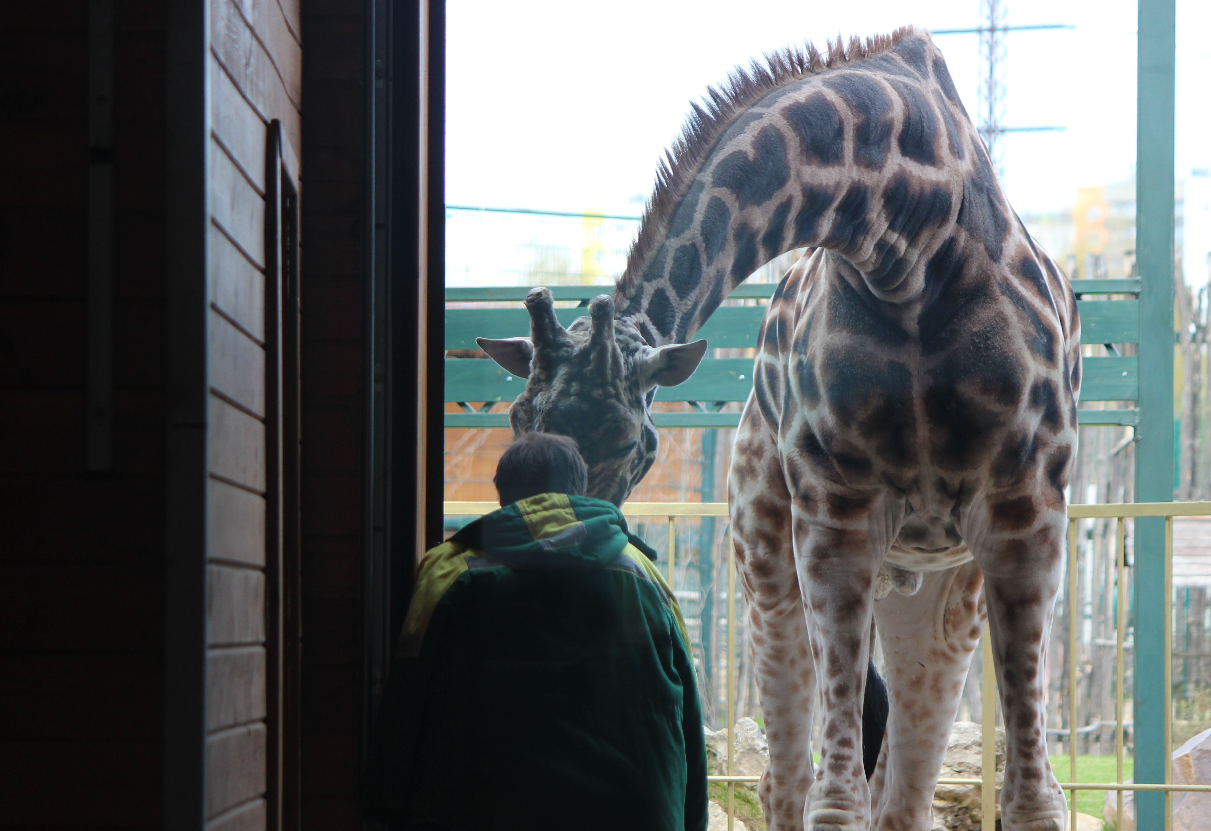 Жираф прибыл в нижегородский зоопарк Лимпопо