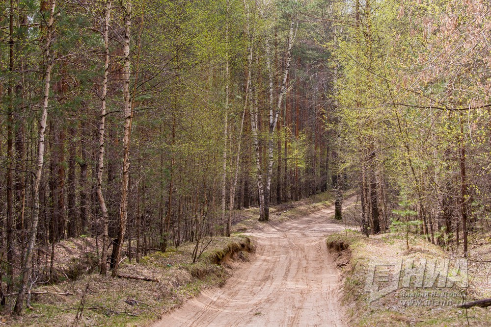 Более 12 тысяч гектаров леса восстановят в Нижегородской области в 2022 году