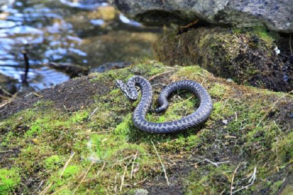 Змеи в Нижегородской области будут активны до конца мая