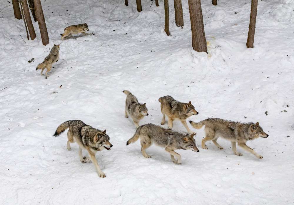 Вознаграждение за добычу волка в Нижегородской области может быть увеличено до 35 тысяч рублей