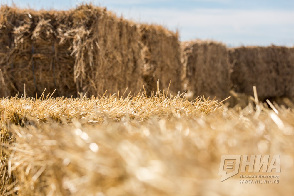Зерно в объеме 95 тыс. тонн заложат на хранение в Нижегородской области в 2022 году