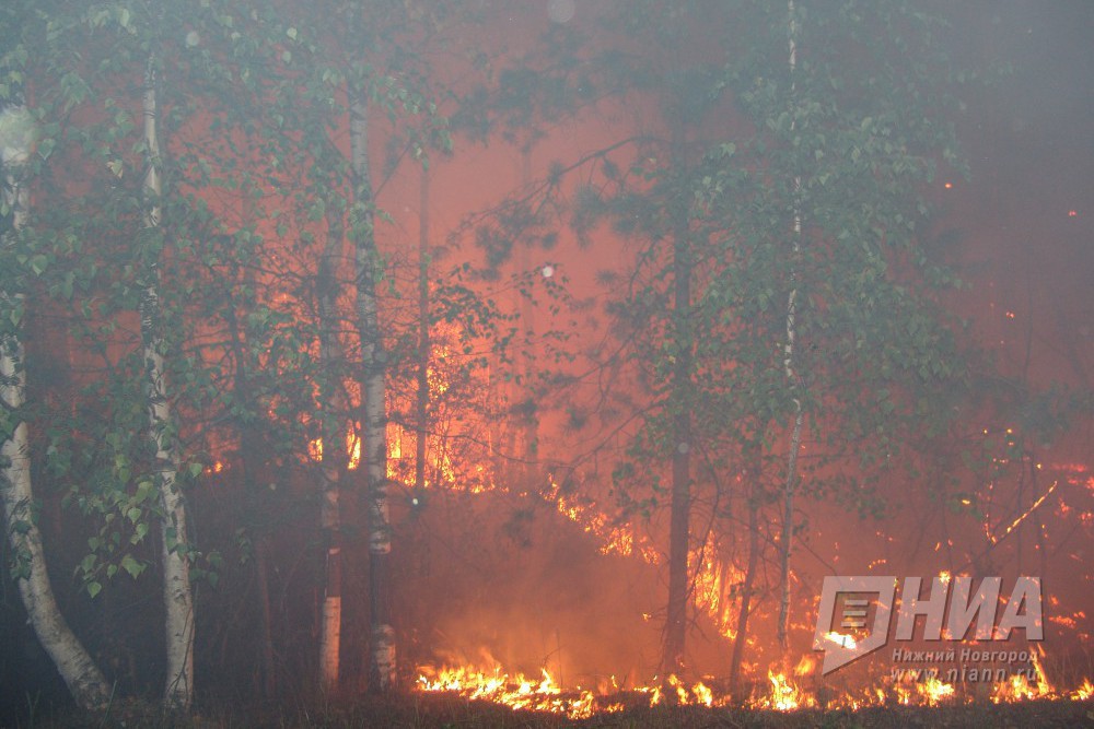 Площадь лесного пожара в районе полигона Мулино в Нижегородской области составляет 352 га