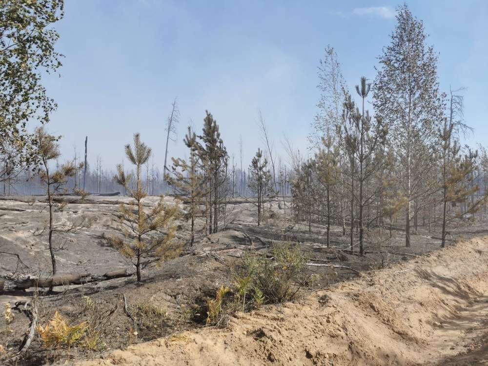 Площадь активного горения лесного пожара в Воротынском районе сократилась до 18 га